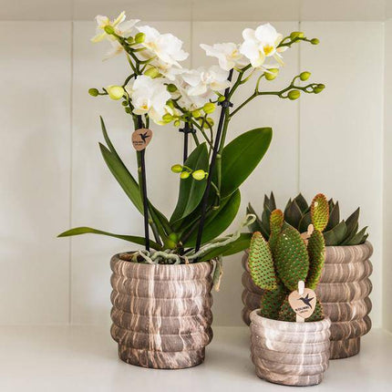 Marmor - Topf Dunkel – Ø6cm – Keramik Blumentopf mit edler Marmoroptik – Mini Dekotopf für kleine Zimmerpflanzen, Sukkulenten & Kakteen – Stilvoll & modern (Plant) kaufen bei Linkreich – Jetzt entdecken!