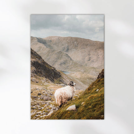 Old Man of Coniston Herdwick Sheep Print – Lake District Wall Art