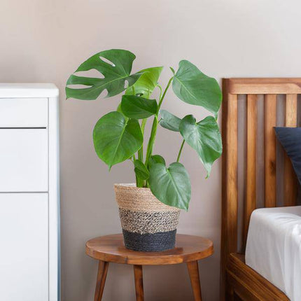 Monstera Deliciosa – Köstliches Fensterblatt – Zimmerpflanze – Ø17cm – Höhe ca. 50cm – Inkl. schwarzer Jute - Korb „Lissabon“ – Nachhaltig & dekorativ (Plant) kaufen bei Linkreich – Jetzt entdecken!