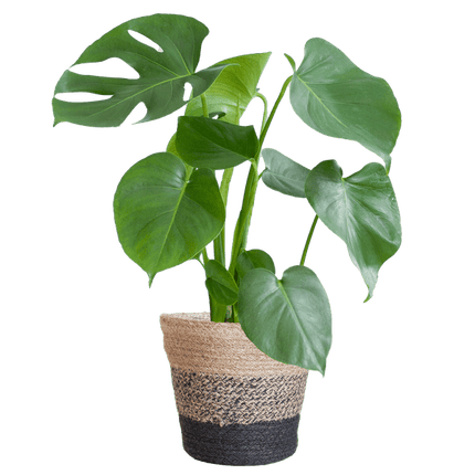Monstera Deliciosa – Köstliches Fensterblatt – Zimmerpflanze – Ø17cm – Höhe ca. 50cm – Inkl. schwarzer Jute - Korb „Lissabon“ – Nachhaltig & dekorativ (Plant) kaufen bei Linkreich – Jetzt entdecken!