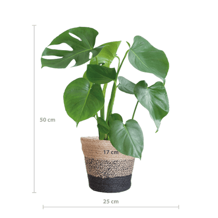 Monstera Deliciosa – Köstliches Fensterblatt – Zimmerpflanze – Ø17cm – Höhe ca. 50cm – Inkl. schwarzer Jute - Korb „Lissabon“ – Nachhaltig & dekorativ (Plant) kaufen bei Linkreich – Jetzt entdecken!