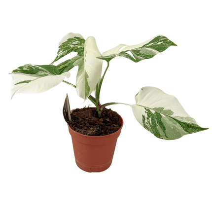 Monstera Deliciosa Variegata Super White – Fensterblatt – Ø15cm – ↕35–40cm – Seltene Zimmerpflanze mit weiß - grüner Panaschierung – Exotisch & dekorativ – Für helle Wohnräume (Plant) kaufen bei Linkreich – Jetzt entdecken!
