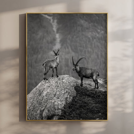 Curious Ibex Print – Black and White French Alps Wildlife Wall Art