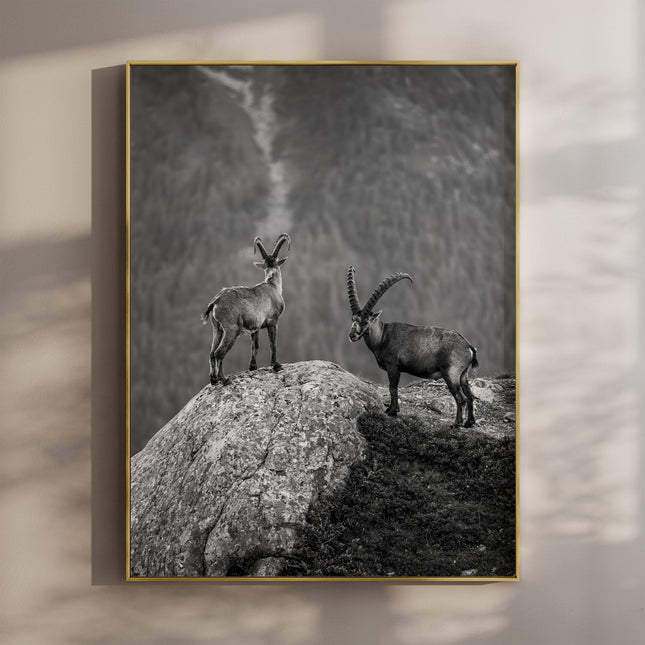 Curious Ibex Print – Black and White French Alps Wildlife Wall Art