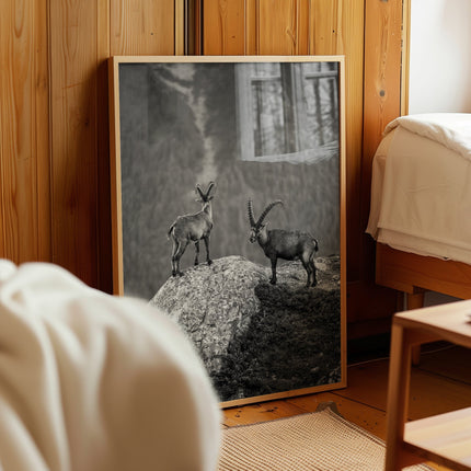 Curious Ibex Print – Black and White French Alps Wildlife Wall Art