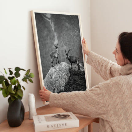 Curious Ibex Print – Black and White French Alps Wildlife Wall Art