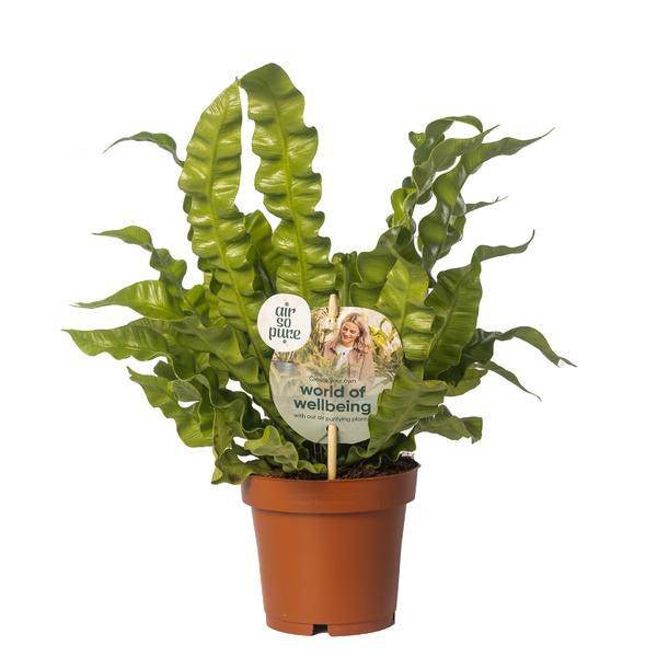 Nestfarn – Asplenium nidus 'Crispy Wave' – Ø12cm – 25cm hoch – Luftreinigende Zimmerpflanze – Pflegeleicht & dekorativ – Für Bad, Büro & Wohnzimmer (Plant) kaufen bei Linkreich – Jetzt entdecken!