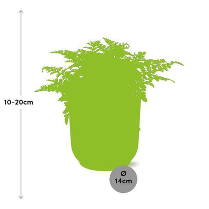 Nestfarn Asplenium Parvati – Zimmerpflanze inkl. Ziertopf Vibes Fold Gelb Ø14cm – Pflegeleichte luftreinigende Farnpflanze – Für Wohnzimmer, Schlafzimmer & Büro (Plant) kaufen bei Linkreich – Jetzt entdecken!