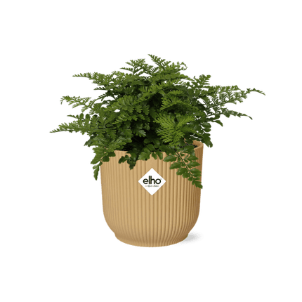 Nestfarn Asplenium Parvati – Zimmerpflanze inkl. Ziertopf Vibes Fold Gelb Ø14cm – Pflegeleichte luftreinigende Farnpflanze – Für Wohnzimmer, Schlafzimmer & Büro (Plant) kaufen bei Linkreich – Jetzt entdecken!