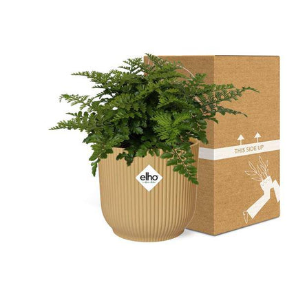 Nestfarn Asplenium Parvati – Zimmerpflanze inkl. Ziertopf Vibes Fold Gelb Ø14cm – Pflegeleichte luftreinigende Farnpflanze – Für Wohnzimmer, Schlafzimmer & Büro (Plant) kaufen bei Linkreich – Jetzt entdecken!