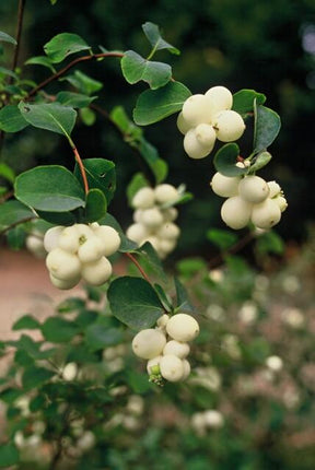 Niedrige Purpurbeere Symphoricarpos ch. 'Hancock' – 12 Pflanzen – Winterharter Strauch – Weiß blühend & weiß beerend – Ø9cm – ↕10–25cm – Pflegeleicht & Wetterbeständig (Plant) kaufen bei Linkreich – Jetzt entdecken!