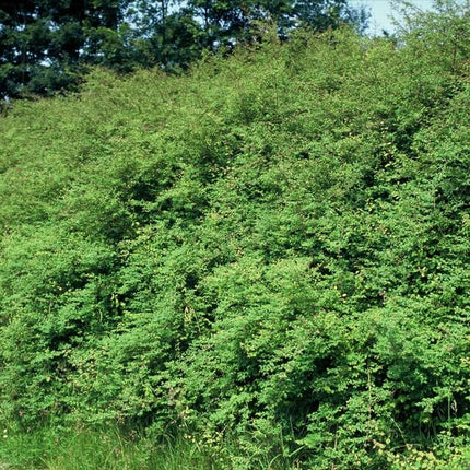 Niedrige Purpurbeere Symphoricarpos ch. 'Hancock' – 6 Pflanzen – Winterharter Strauch – Weiße Blüten & Beeren – Ø9cm – ↕10–25cm – Pflegeleicht & Wetterbeständig (Plant) kaufen bei Linkreich – Jetzt entdecken!