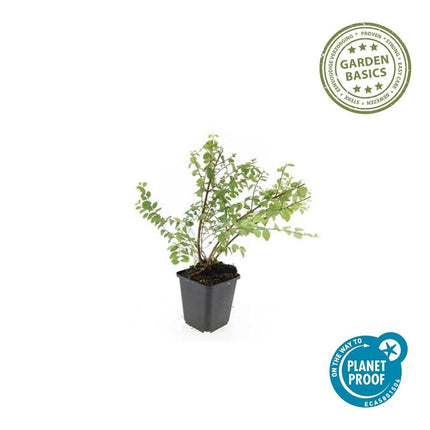 Niedrige Purpurbeere Symphoricarpos ch. 'Hancock' – 6 Pflanzen – Winterharter Strauch – Weiße Blüten & Beeren – Ø9cm – ↕10–25cm – Pflegeleicht & Wetterbeständig (Plant) kaufen bei Linkreich – Jetzt entdecken!