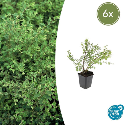 Niedrige Purpurbeere Symphoricarpos ch. 'Hancock' – 6 Pflanzen – Winterharter Strauch – Weiße Blüten & Beeren – Ø9cm – ↕10–25cm – Pflegeleicht & Wetterbeständig (Plant) kaufen bei Linkreich – Jetzt entdecken!