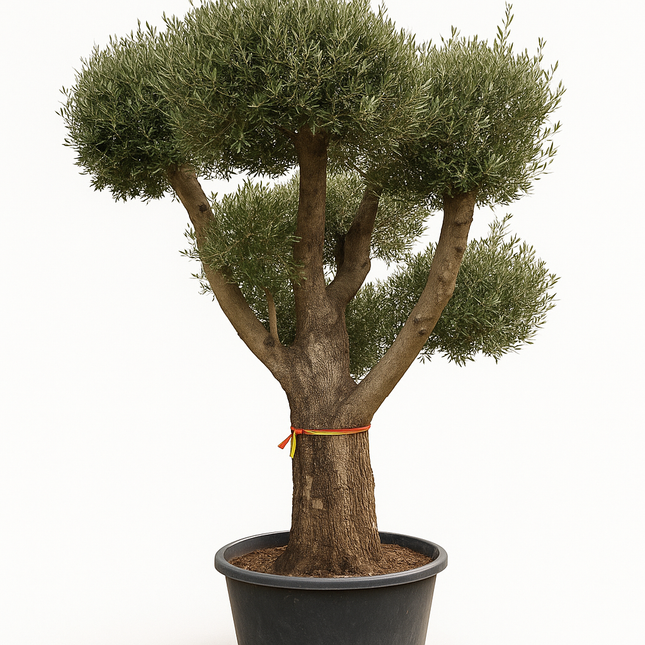 Olivenbaum (Olea europaea