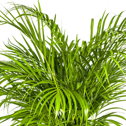 Goldfruchtpalme – Dypsis Areca Lutescens inkl. Naturkorb – Höhe 120-140cm – Ø24cm – Luftreinigende Zimmerpflanze im dekorativen Korb