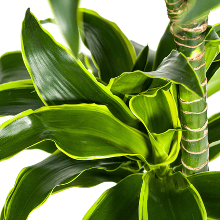 Dracaena Deremensis Dorado inkl. Naturkorb – Höhe 120-140cm – Ø24cm – Pflegeleichte & luftreinigende Zimmerpflanze