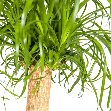Beaucarnea Recurvata inkl. Naturkorb – Höhe 80-100cm – Ø24cm – Elefantenfuß Zimmerpflanze mit markantem Stamm