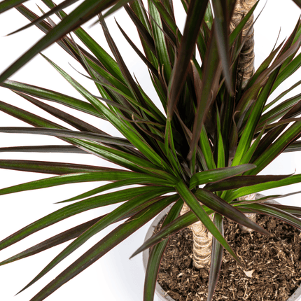 Dracaena Marginata Magenta inkl. Naturkorb – Höhe 130-150cm – Ø24cm – Elegante Zimmerpflanze mit roten Blatträndern