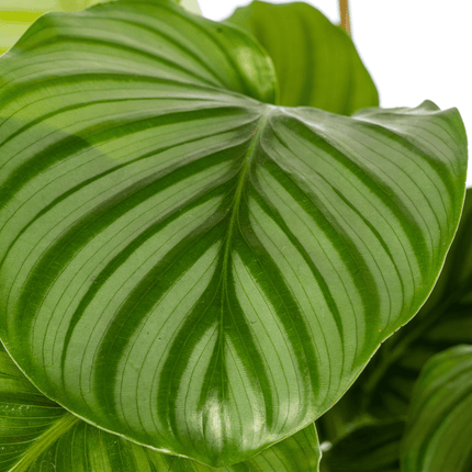 Korbmarante Calathea Orbifolia – Ø17cm – ca. 40-50cm hoch – Zimmerpflanze mit großen, silbrig – grünen Blättern – Für Wohnzimmer & Büro