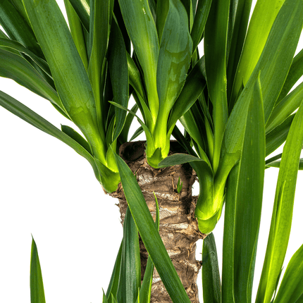 Yucca Elephantipes – Riesen-Palmlilie – Zimmerpflanze – Ø21cm – Höhe 90–110cm – Robuste Grünpflanze – Pflegeleicht & dekorativ