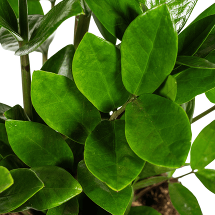 Glücksfeder – Zamioculcas Zamiifolia – Zimmerpflanze – Ø17cm – ↕40-50cm – Pflegeleicht & robust – Ideal für Büro & Wohnzimmer