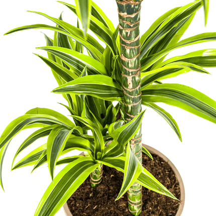 Dracaena Deremensis Lemon Lime inkl. Naturkorb – Höhe 90-110cm Ø21cm – Tropische Zimmerpflanze mit zweifarbigem Blattwerk – Ideal für Zuhause & Büro