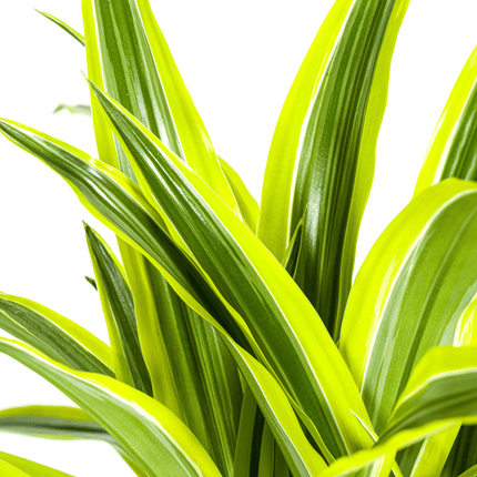 Drachenbaum Dracaena Deremensis Lemon Lime – Zimmerpflanze – Ø21cm – 90-110cm hoch – Schlanke grüne Blätter mit hellgrünem Rand