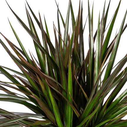 Dracaena Marginata Magenta inkl. Naturkorb – Höhe 130-150cm – Ø24cm – Elegante Zimmerpflanze mit roten Blatträndern