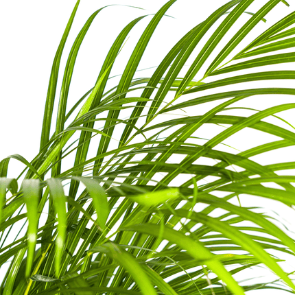 Goldfruchtpalme – Dypsis Areca Lutescens inkl. Naturkorb – Höhe 120-140cm – Ø24cm – Luftreinigende Zimmerpflanze im dekorativen Korb