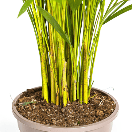 Goldfruchtpalme – Dypsis Areca Lutescens inkl. Naturkorb – Höhe 120-140cm – Ø24cm – Luftreinigende Zimmerpflanze im dekorativen Korb