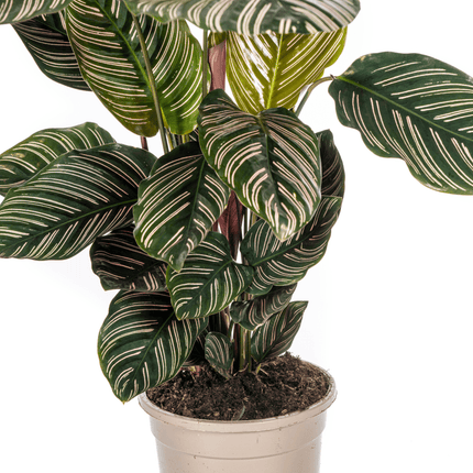 Korbmarante Calathea Ornata Sanderiana – Ø17cm – ca. 40-50cm hoch – Zimmerpflanze mit pink gestreiften Blättern – Für Wohnzimmer & Büro