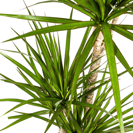 Dracaena Marginata Green inkl. Naturkorb – Höhe 110-130cm – Ø21cm – Elegante Zimmerpflanze mit schmalen grünen Blättern