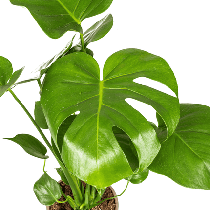 Fensterblatt Monstera Deliciosa Tauerii – Zimmerpflanze – Ø17cm – 50-70cm hoch – üppige, grüne Kletterpflanze