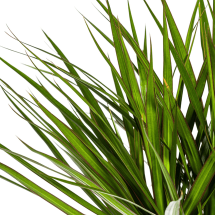 Dracaena Marginata Green inkl. Naturkorb – Höhe 130-150cm – Ø24cm – Elegante Zimmerpflanze mit schmalen, grünen Blättern