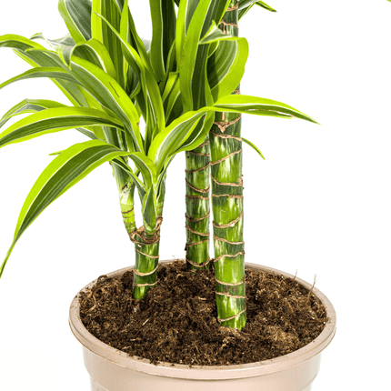 Dracaena Deremensis Lemon Lime inkl. Naturkorb – Höhe 90-110cm Ø21cm – Tropische Zimmerpflanze mit zweifarbigem Blattwerk – Ideal für Zuhause & Büro