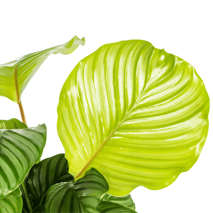Korbmarante Calathea Orbifolia – Ø17cm – ca. 40-50cm hoch – Zimmerpflanze mit großen, silbrig – grünen Blättern – Für Wohnzimmer & Büro