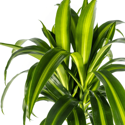 Dracaena Deremensis Hawaiian Sunshine inkl. Naturkorb – Höhe 130-150cm – Ø24cm – Tropische Zimmerpflanze mit zweifarbigem Laub