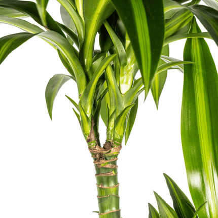 Dracaena Deremensis Hawaiian Sunshine inkl. Naturkorb – Höhe 130-150cm – Ø24cm – Tropische Zimmerpflanze mit zweifarbigem Laub