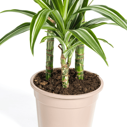 Dracaena Deremensis White Stripe inkl. Naturkorb – Höhe 90-110cm – Ø21cm – Pflegeleichte Zimmerpflanze mit weißen Blatträndern