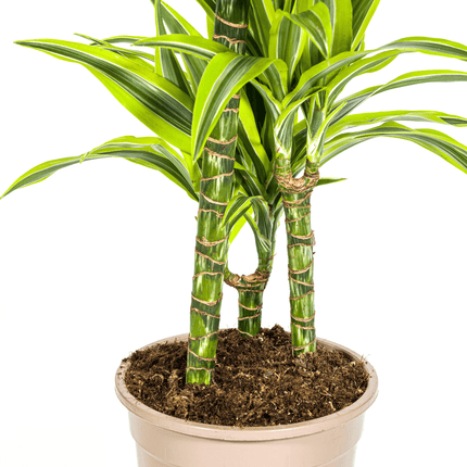 Dracaena Deremensis Lemon Lime inkl. Naturkorb – Höhe 90-110cm Ø21cm – Tropische Zimmerpflanze mit zweifarbigem Blattwerk – Ideal für Zuhause & Büro