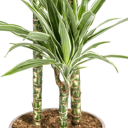 Dracaena Deremensis White Stripe inkl. Naturkorb – Höhe 130-150cm – Ø24cm – Elegante Zimmerpflanze mit zweifarbigem Laub