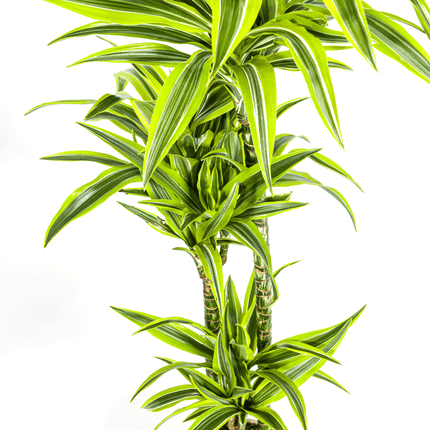 Dracaena Deremensis Lemon Lime inkl. Naturkorb – Höhe 130-150cm – Ø24cm – Zweifarbige Zimmerpflanze mit leuchtend grünen Blättern