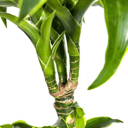 Dracaena Deremensis Dorado inkl. Naturkorb – Höhe 120-140cm – Ø24cm – Pflegeleichte & luftreinigende Zimmerpflanze