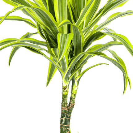 Drachenbaum Dracaena Deremensis Lemon Lime – Zimmerpflanze – Ø21cm – 90-110cm hoch – Schlanke grüne Blätter mit hellgrünem Rand