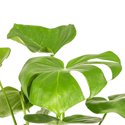 Fensterblatt Monstera Deliciosa Tauerii – Zimmerpflanze – Ø17cm – 50-70cm hoch – üppige, grüne Kletterpflanze