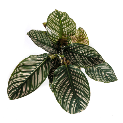 Korbmarante Calathea Ornata Sanderiana – Ø17cm – ca. 40-50cm hoch – Zimmerpflanze mit pink gestreiften Blättern – Für Wohnzimmer & Büro