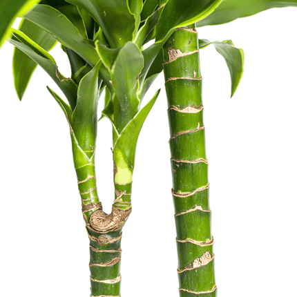 Dracaena Deremensis Dorado inkl. Naturkorb – Höhe 120-140cm – Ø24cm – Pflegeleichte & luftreinigende Zimmerpflanze
