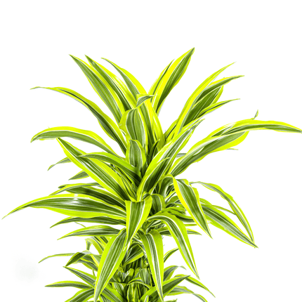 Dracaena Deremensis Lemon Lime inkl. Naturkorb – Höhe 130-150cm – Ø24cm – Zweifarbige Zimmerpflanze mit leuchtend grünen Blättern