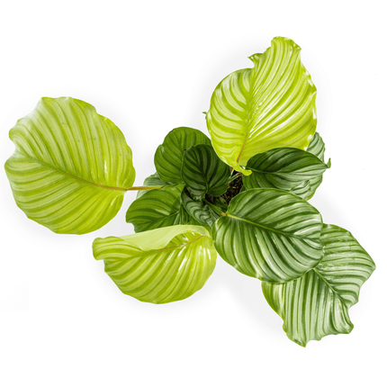 Korbmarante Calathea Orbifolia – Ø17cm – ca. 40-50cm hoch – Zimmerpflanze mit großen, silbrig – grünen Blättern – Für Wohnzimmer & Büro